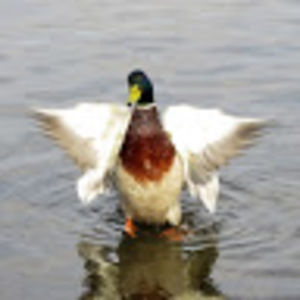 Meet your Posher, Penny